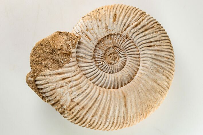Jurassic Ammonite (Perisphinctes) Fossil - Madagascar #203948